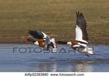 "Common Shelducks (Tadorna tadorna), two adult males, in flight, aggressively chasing rival across water, Slimbridge, Gloucestershire, England, United Kingdom, Europe" View Large Photo Image Stock Image - "Common Shelducks (Tadorna tadorna), two adult males, in flight, aggressively chasing rival across water, Slimbridge, Gloucestershire, England, United Kingdom, Europe". Fotosearch