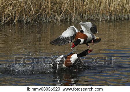 Stock Photo - "Common Shelducks (Tadorna tadorna), Ostriesische Inseln, Friesland, Lower Saxony, Germany, Europe". Fotosearch
