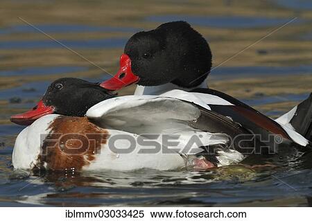 Stock Photography - "Common Shelducks (Tadorna tadorna), Ostriesische Inseln, Friesland, Lower Saxony, Germany, Europe". Fotosearch
