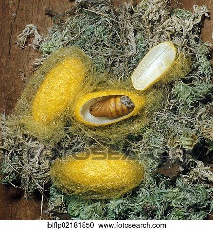 "Common Silk Moth (Bombyx mori), cocoons, one dissected to expose pupa" View Large Photo Image Stock Image - "Common Silk Moth (Bombyx mori), cocoons, one dissected to expose pupa". Fotosearch
