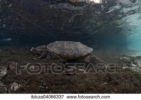 "Common Snapping Turtle (Chelydra serpentina), Crystal River, Florida, United States, North America" View Large Photo Image Stock Photo - "Common Snapping Turtle (Chelydra serpentina), Crystal River, Florida, United States, North America". Fotosearch