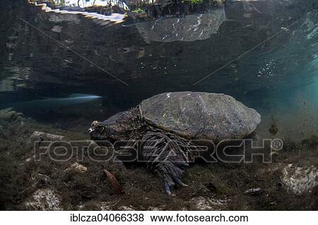 Stock Photo - "Common Snapping Turtle (Chelydra serpentina), Crystal River, Florida, United States, North America". Fotosearch
