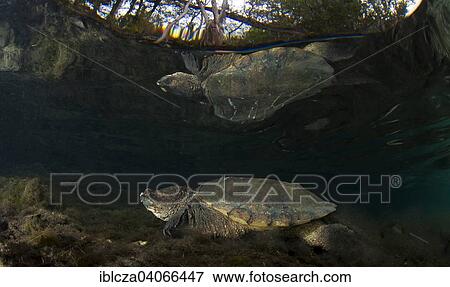 "Common Snapping Turtle (Chelydra serpentina), Crystal River, Florida, United States, North America" View Large Photo Image Stock Photo - "Common Snapping Turtle (Chelydra serpentina), Crystal River, Florida, United States, North America". Fotosearch