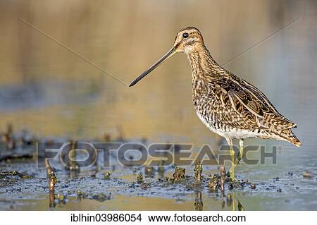 "Common Snipe (Gallinago gallinago), snipe species, wetlands, Middle Elbe Biosphere Reserve, Saxony-Anhalt, Germany, Europe" View Large Photo Image Picture - "Common Snipe (Gallinago gallinago), snipe species, wetlands, Middle Elbe Biosphere Reserve, Saxony-Anhalt, Germany, Europe". Fotosearch