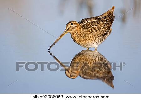 "Common Snipe (Gallinago gallinago), snipe species, reflections, wetlands, Middle Elbe Biosphere Reserve, Saxony-Anhalt, Germany, Europe" View Large Photo Image Stock Image - "Common Snipe (Gallinago gallinago), snipe species, reflections, wetlands, Middle Elbe Biosphere Reserve, Saxony-Anhalt, Germany, Europe". Fotosearch