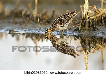 Stock Image - "Common Snipe (Gallinago gallinago), snipe species, reflections, wetlands, Middle Elbe Biosphere Reserve, Saxony-Anhalt, Germany, Europe". Fotosearch