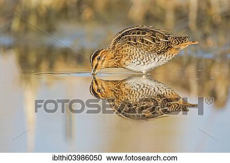"Common Snipe (Gallinago gallinago), snipe species, reflections, wetlands, Middle Elbe Biosphere Reserve, Saxony-Anhalt, Germany, Europe" View Large Photo Image Stock Image - "Common Snipe (Gallinago gallinago), snipe species, reflections, wetlands, Middle Elbe Biosphere Reserve, Saxony-Anhalt, Germany, Europe". Fotosearch