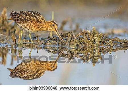 "Common Snipe (Gallinago gallinago), snipe species, foraging, wetlands, Middle Elbe Biosphere Reserve, Saxony-Anhalt, Germany, Europe" View Large Photo Image Stock Photo - "Common Snipe (Gallinago gallinago), snipe species, foraging, wetlands, Middle Elbe Biosphere Reserve, Saxony-Anhalt, Germany, Europe". Fotosearch
