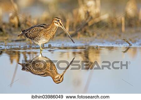 "Common Snipe (Gallinago gallinago), snipe species, reflections, wetlands, Middle Elbe Biosphere Reserve, Saxony-Anhalt, Germany, Europe" View Large Photo Image Stock Photo - "Common Snipe (Gallinago gallinago), snipe species, reflections, wetlands, Middle Elbe Biosphere Reserve, Saxony-Anhalt, Germany, Europe". Fotosearch