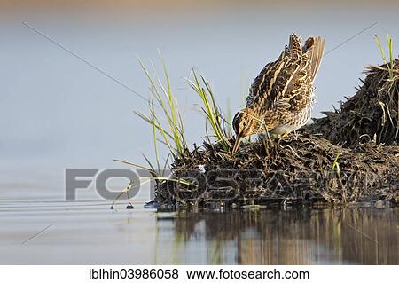 "Common Snipe (Gallinago gallinago), snipe species, in its habitat, wetlands, Middle Elbe Biosphere Reserve, Saxony-Anhalt, Germany, Europe" View Large Photo Image Stock Photo - "Common Snipe (Gallinago gallinago), snipe species, in its habitat, wetlands, Middle Elbe Biosphere Reserve, Saxony-Anhalt, Germany, Europe". Fotosearch