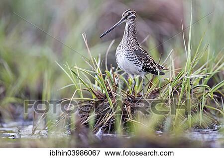 "Common Snipe (Gallinago gallinago), snipe species, in its habitat, wetlands, Middle Elbe Biosphere Reserve, Saxony-Anhalt, Germany, Europe" View Large Photo Image Stock Photo - "Common Snipe (Gallinago gallinago), snipe species, in its habitat, wetlands, Middle Elbe Biosphere Reserve, Saxony-Anhalt, Germany, Europe". Fotosearch