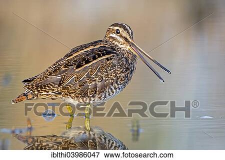 "Common Snipe (Gallinago gallinago), snipe species, calling, wetlands, Middle Elbe Biosphere Reserve, Saxony-Anhalt, Germany, Europe" View Large Photo Image Stock Photo - "Common Snipe (Gallinago gallinago), snipe species, calling, wetlands, Middle Elbe Biosphere Reserve, Saxony-Anhalt, Germany, Europe". Fotosearch
