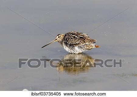 "Common Snipe (Gallinago gallinago), Fehmarn, Fehmarn Island, Schleswig-Holstein, Germany, Europe" View Large Photo Image Stock Photography - "Common Snipe (Gallinago gallinago), Fehmarn, Fehmarn Island, Schleswig-Holstein, Germany, Europe". Fotosearch