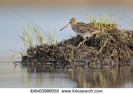 "Common Snipe (Gallinago gallinago), snipe species, in its habitat, wetlands, Middle Elbe Biosphere Reserve, Saxony-Anhalt, Germany, Europe" View Large Photo Image Stock Photography - "Common Snipe (Gallinago gallinago), snipe species, in its habitat, wetlands, Middle Elbe Biosphere Reserve, Saxony-Anhalt, Germany, Europe". Fotosearch