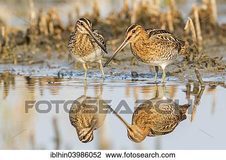 "Common Snipes (Gallinago gallinago), snipe species, pair, reflections, wetlands, Middle Elbe Biosphere Reserve, Saxony-Anhalt, Germany, Europe" View Large Photo Image Stock Image - "Common Snipes (Gallinago gallinago), snipe species, pair, reflections, wetlands, Middle Elbe Biosphere Reserve, Saxony-Anhalt, Germany, Europe". Fotosearch
