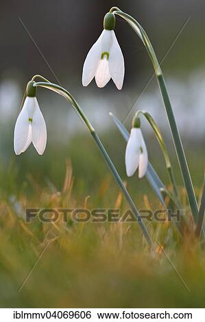 "Common Snowdrop (Galanthus nivalis), Germany, Europe" View Large Photo Image Stock Photograph - "Common Snowdrop (Galanthus nivalis), Germany, Europe". Fotosearch