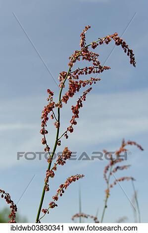 "Common Sorrel (Rumex acetosa), Bavarian Forest, Bavaria, Lower Bavaria, Germany, Europe" View Large Photo Image Stock Image - "Common Sorrel (Rumex acetosa), Bavarian Forest, Bavaria, Lower Bavaria, Germany, Europe". Fotosearch