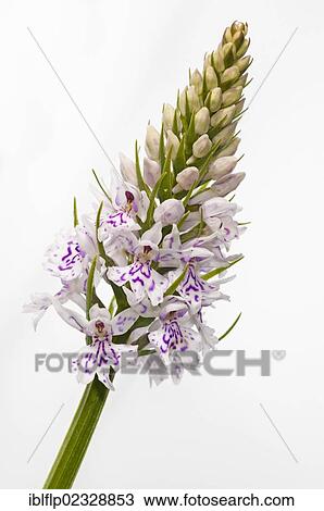 "Common Spotted Orchid (Dactylorhiza fuchsii), close-up of flowerspike, Sevenoaks Wildlife Reserve, Kent, England, United Kingdom, Europe" View Large Photo Image Stock Image - "Common Spotted Orchid (Dactylorhiza fuchsii), close-up of flowerspike, Sevenoaks Wildlife Reserve, Kent, England, United Kingdom, Europe". Fotosearch