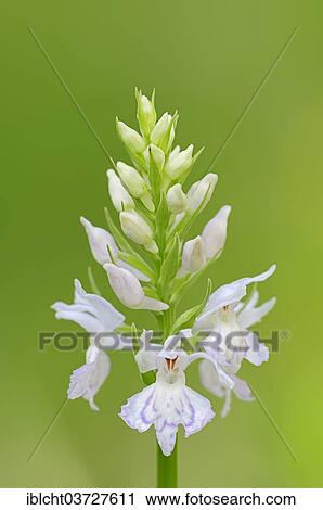 "Common Spotted Orchid or Spotted Marsh Orchid (Dactylorhiza fuchsii, Orchis fuchsii), Nationalpark Berchtesgaden, Berchtesgadener Land District, Upper Bavaria, Bavaria, Germany, Europe" View Large Photo Image Stock Image - "Common Spotted Orchid or Spotted Marsh Orchid (Dactylorhiza fuchsii, Orchis fuchsii), Nationalpark Berchtesgaden, Berchtesgadener Land District, Upper Bavaria, Bavaria, Germany, Europe". Fotosearch