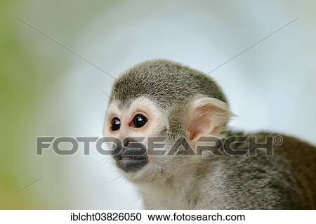 "Common Squirrel Monkey (Saimiri sciureus), animal portrait, captive, Germany, Europe" View Large Photo Image Stock Image - "Common Squirrel Monkey (Saimiri sciureus), animal portrait, captive, Germany, Europe". Fotosearch