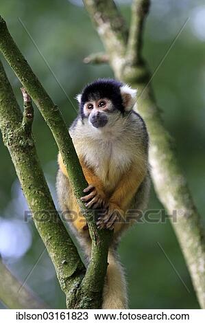 "Common Squirrel Monkey (Saimiri sciureus), adult, captive, Apeldoorn, Gelderland, The Netherlands, Europe" View Large Photo Image Stock Image - "Common Squirrel Monkey (Saimiri sciureus), adult, captive, Apeldoorn, Gelderland, The Netherlands, Europe". Fotosearch
