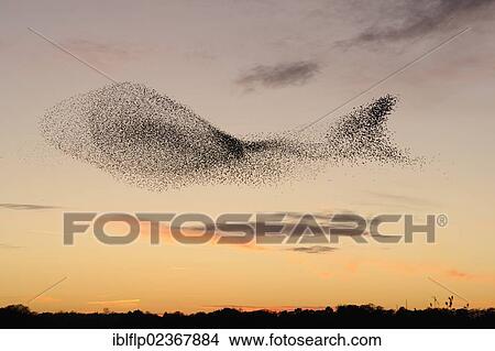 "Common Starling (Sturnus vulgaris), flock, in roosting flight at sunset, grouping caused by presence of predator, Suffolk, North Warren RSPB Reserve, England, United Kingdom, Europe" View Large Photo Image Picture - "Common Starling (Sturnus vulgaris), flock, in roosting flight at sunset, grouping caused by presence of predator, Suffolk, North Warren RSPB Reserve, England, United Kingdom, Europe". Fotosearch