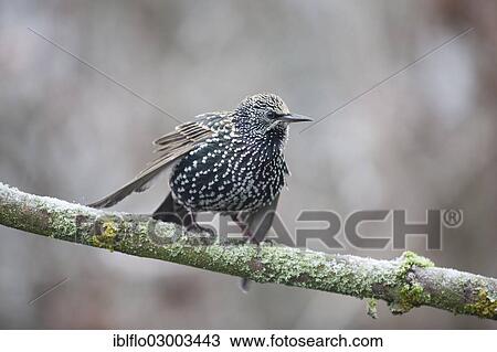 "Common Starling (Sturnus vulgaris), Offheim, Limburg an der Lahn, Hesse, Germany, Europe" View Large Photo Image Stock Image - "Common Starling (Sturnus vulgaris), Offheim, Limburg an der Lahn, Hesse, Germany, Europe". Fotosearch