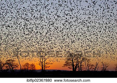 Stock Image - "Common Starling (Sturnus vulgaris), flock, in roosting flight, silhouetted at sunset, Somerset, England, United Kingdom, Europe". Fotosearch