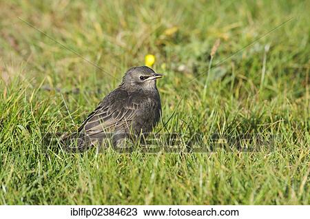Stock Image - "Common Starling (Sturnus vulgaris), juvenile, standing in grassland, waiting to be fed by parents, Elmley Marshes National Nature Reserve, Isle of Sheppey, Kent, England, United Kingdom, Europe". Fotosearch
