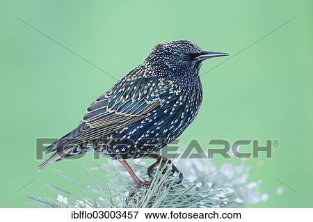 "Common Starling (Sturnus vulgaris), Offheim, Limburg an der Lahn, Hesse, Germany, Europe" View Large Photo Image Stock Photo - "Common Starling (Sturnus vulgaris), Offheim, Limburg an der Lahn, Hesse, Germany, Europe". Fotosearch