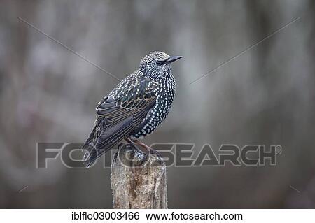 "Common Starling (Sturnus vulgaris), Offheim, Limburg an der Lahn, Hesse, Germany, Europe" View Large Photo Image Stock Photograph - "Common Starling (Sturnus vulgaris), Offheim, Limburg an der Lahn, Hesse, Germany, Europe". Fotosearch