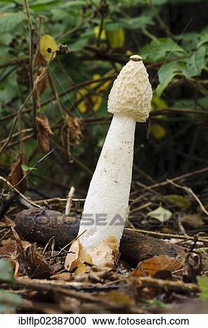 "Common Stinkhorn (Phallus impudicus), fruiting body, Clumber Park, Nottinghamshire, England, United Kingdom, Europe" View Large Photo Image Stock Image - "Common Stinkhorn (Phallus impudicus), fruiting body, Clumber Park, Nottinghamshire, England, United Kingdom, Europe". Fotosearch