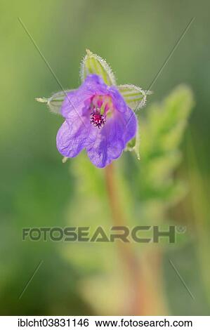 "Common Stork's Bill (Erodium ciconium), flower, Provence, Southern France, France, Europe" View Large Photo Image Stock Photograph - "Common Stork's Bill (Erodium ciconium), flower, Provence, Southern France, France, Europe". Fotosearch