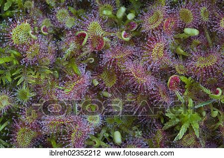 "Common sundew (Drosera rotundifolia), Filz, Woergl, Austria, Europe" View Large Photo Image Stock Image - "Common sundew (Drosera rotundifolia), Filz, Woergl, Austria, Europe". Fotosearch