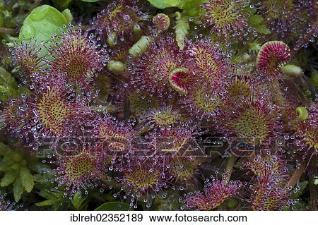 Stock Photo - "Common sundew (Drosera rotundifolia), Filz, Woergl, Austria, Europe". Fotosearch