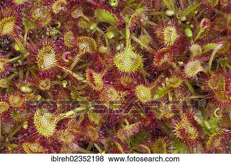 "Common sundew (Drosera rotundifolia), Filz, Woergl, Austria, Europe" View Large Photo Image Stock Photo - "Common sundew (Drosera rotundifolia), Filz, Woergl, Austria, Europe". Fotosearch