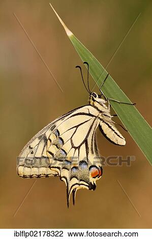 "Common Swallowtail (Papilio machaon), adult, underside, resting on reed leaf, Lesbos, Greece, Europe" View Large Photo Image Stock Image - "Common Swallowtail (Papilio machaon), adult, underside, resting on reed leaf, Lesbos, Greece, Europe". Fotosearch