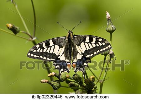 Stock Photograph - "Common Swallowtail (Papilio machaon britannicus), British race, adult, resting on groundsel, Strumpshaw Fen RSPB Reserve, River Yare, The Broads, Norfolk, England, United Kingdom, Europe". Fotosearch