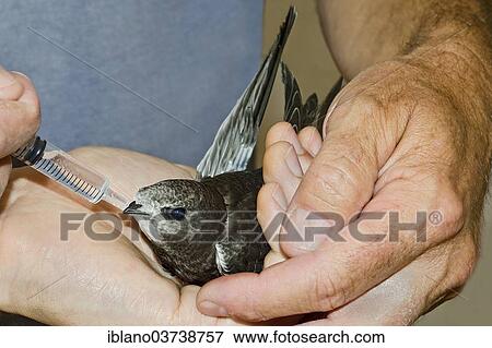 "Common Swift (Apus apus), injured young bird is cared for, Schwaz, Tyrol, Austria, Europe" View Large Photo Image Stock Photo - "Common Swift (Apus apus), injured young bird is cared for, Schwaz, Tyrol, Austria, Europe". Fotosearch