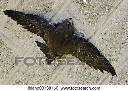 "Common Swift (Apus apus), young, Schwaz, Tyrol, Austria, Europe" View Large Photo Image Stock Photograph - "Common Swift (Apus apus), young, Schwaz, Tyrol, Austria, Europe". Fotosearch