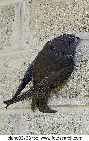 "Common Swift (Apus apus), young, Schwaz, Tyrol, Austria, Europe" View Large Photo Image Stock Photography - "Common Swift (Apus apus), young, Schwaz, Tyrol, Austria, Europe". Fotosearch