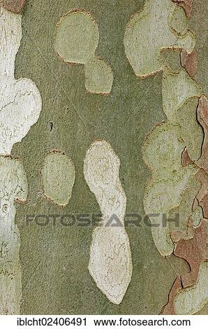 "Common Sycamore, London Plane Tree or Hybrid Plane (Platanus x hispanica, Platanus x hybrida, Platanus x acerifolia), detail of bark, Provence, Southern France, France, Europe" View Large Photo Image Stock Image - "Common Sycamore, London Plane Tree or Hybrid Plane (Platanus x hispanica, Platanus x hybrida, Platanus x acerifolia), detail of bark, Provence, Southern France, France, Europe". Fotosearch