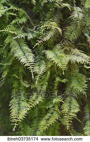 "Common Tamarisk-Moss (Thuidium tamariscinum), Tyrol, Austria, Europe" View Large Photo Image Picture - "Common Tamarisk-Moss (Thuidium tamariscinum), Tyrol, Austria, Europe". Fotosearch