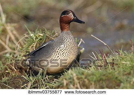 "Common Teal (Anas crecca), drake, Strohauser Plate river island, Lower Saxony, Germany, Europe" View Large Photo Image Stock Photo - "Common Teal (Anas crecca), drake, Strohauser Plate river island, Lower Saxony, Germany, Europe". Fotosearch
