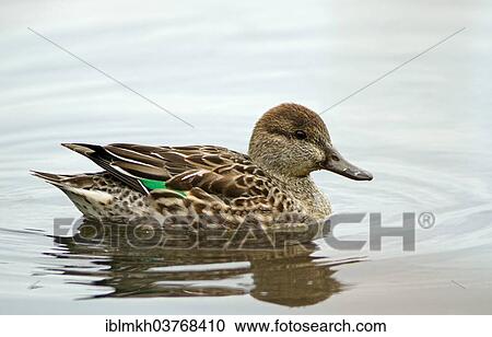 "Common Teal (Anas crecca), female, North Rhine-Westphalia, Germany, Europe" View Large Photo Image Stock Image - "Common Teal (Anas crecca), female, North Rhine-Westphalia, Germany, Europe". Fotosearch