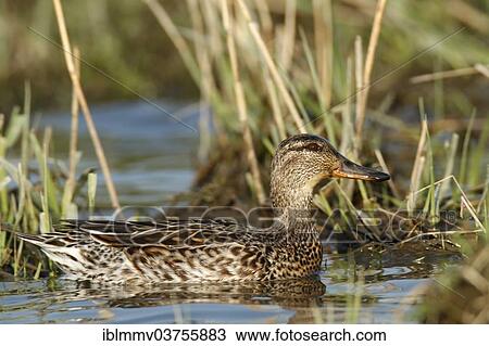 Stock Image - "Common Teal (Anas crecca), female, Strohauser Plate river island, Lower Saxony, Germany, Europe". Fotosearch