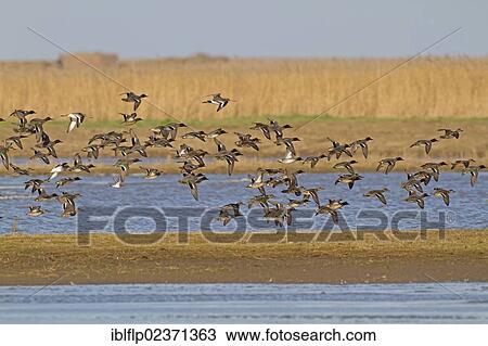 "Common Teal (Anas crecca), flock, in flight over coastal wetland habitat, Cley Marshes Reserve, Cley-next-the-sea, Norfolk, England, United Kingdom, Europe" View Large Photo Image Stock Image - "Common Teal (Anas crecca), flock, in flight over coastal wetland habitat, Cley Marshes Reserve, Cley-next-the-sea, Norfolk, England, United Kingdom, Europe". Fotosearch