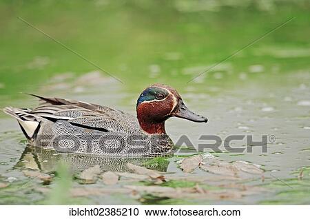 "Common Teal or Eurasian Teal (Anas crecca), drake, North Rhine-Westphalia, Germany, Europe" View Large Photo Image Stock Image - "Common Teal or Eurasian Teal (Anas crecca), drake, North Rhine-Westphalia, Germany, Europe". Fotosearch
