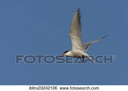 "Common Tern (Sterna hirundo), Austria, Europe" View Large Photo Image Stock Photograph - "Common Tern (Sterna hirundo), Austria, Europe". Fotosearch