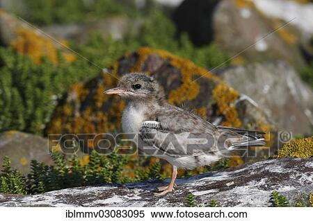 "Common Tern (Sterna hirundo), chick, in a biotope, East Frisian Islands, East Frisia, Lower Saxony, Germany, Europe" View Large Photo Image Stock Photography - "Common Tern (Sterna hirundo), chick, in a biotope, East Frisian Islands, East Frisia, Lower Saxony, Germany, Europe". Fotosearch